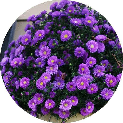 Bright purple Aster flowers.